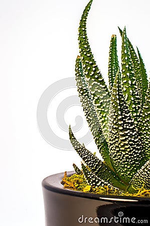 Haworthia attenuata var. radula â€“ Hankey Dwarf Aloe Stock Photo